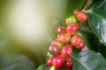 Arabica coffee plant in agriculture farm.Coffee beans ripening on tree in North of thailand.Group of ripe and raw coffee berries Royalty Free Stock Photo