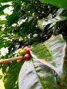 Arabica coffee produced in Temanggung has been widely known by foreign consumers such as Asia, Europe, America.