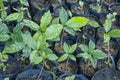 Arabica coffee tree nursery plantation. Royalty Free Stock Photo