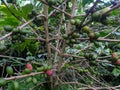 Arabica and Robusta Coffee beans in the garden are ready to harvest