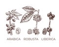 Arabica, robusta, liberica, graphics