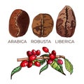 Arabica, robusta, liberica