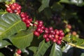 Arabicas coffee beans ripening on tree in North of thailand