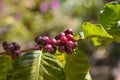 Arabicas coffee beans ripening on tree in North of thailand