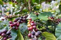 Arabicas coffee beans ripening on tree in North of thailand Royalty Free Stock Photo