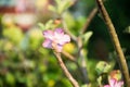 Arabicum adenium flower a desert rose.