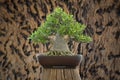 Arabicum bonsai Royalty Free Stock Photo
