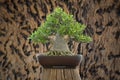 Arabicum bonsai