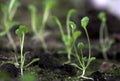 Arabidopsis Royalty Free Stock Photo