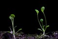 Arabidopsis Royalty Free Stock Photo