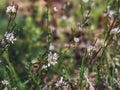 Arabidopsis thaliana, the thale cress, mouse-ear cress, arabidopsis, thale cress flower Royalty Free Stock Photo