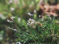 Arabidopsis thaliana, the thale cress, mouse-ear cress, arabidopsis, thale cress flower Royalty Free Stock Photo