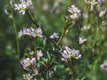 Arabidopsis thaliana, the thale cress, mouse-ear cress, arabidopsis, thale cress flower Royalty Free Stock Photo