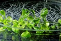 Arabidopsis thaliana Royalty Free Stock Photo