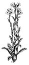 Arabis Albida vintage illustration