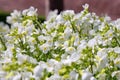 Arabis alpina flowers Royalty Free Stock Photo