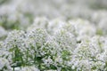 Arabis alpina, mountain rockcress or alpine rock cress. White arabis caucasica flowers growing in the forest.