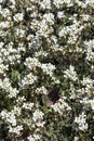 Arabis alpina subsp caucasica `Variegata`