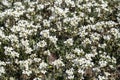 Arabis alpina subsp caucasica `Variegata`