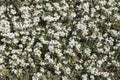 Arabis alpina subsp caucasica `Variegata`