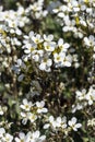 Arabis alpina subsp caucasica `Variegata`