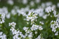 Arabis caucasica arabis mountain rock cress springtime flowering plant, causacian rockcress flowers with white petals in bloom