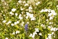 Arabis caucasica arabis mountain rock cress springtime flowering plant, causacian rockcress flowers with white petals in