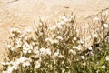 Arabis caucasica arabis mountain rock cress springtime flowering plant, causacian rockcress flowers with white petals in