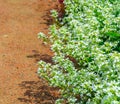 Arabis caucasica ,Brassicaceae , garden arabis, mountain rock cress or Caucasian rockcress Royalty Free Stock Photo