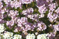 Arabis caucasica - an early spring flower, primrose Royalty Free Stock Photo
