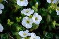 Arabis Caucasica flower Royalty Free Stock Photo