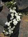 Arabis caucasica , mountain rock cress or Caucasian rockcress flowers