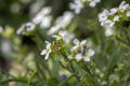 Arabis caucasica arabis mountain rock cress springtime flowering plant, causacian rockcress flowers with white petals in bloom