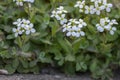 Arabis caucasica arabis mountain rock cress springtime flowering plant, causacian rockcress flowers with white petals in bloom