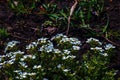 Arabis caucasica arabis mountain rock cress springtime flowering plant, causacian rockcress flowers with white petals in bloom, Royalty Free Stock Photo