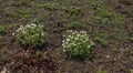 Arabis caucasica arabis mountain rock cress springtime flowering plant, causacian rockcress flowers with white petals in bloom, Royalty Free Stock Photo