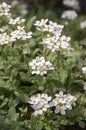 Arabis caucasica ornamental garden white flowers, mountain rock cress in bloom