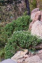 Arabis caucasica in rock garden