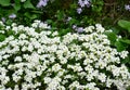 Arabis caucasica is a species of flowering plant in the mustard family Brassicaceae known by the common names garden arabis,