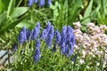 Arabis and Muscari - an early spring flower, primrose Royalty Free Stock Photo