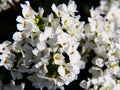 Arabis procurrens Royalty Free Stock Photo