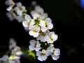 Arabis procurrens Royalty Free Stock Photo