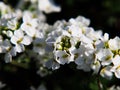 Arabis procurrens Royalty Free Stock Photo