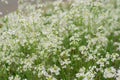 Arabis procurrens white wild flowers in meadow Royalty Free Stock Photo