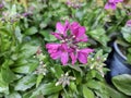 Arabis 'Rose Delight'