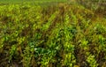 Arable crop choked with weeds