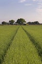 Arable Farm Crop Royalty Free Stock Photo