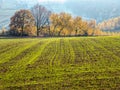 Arable field with trees in the fall calors Royalty Free Stock Photo