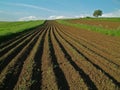 Arable field in spring Royalty Free Stock Photo