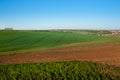 Arable land, field with green wheat, blue sky Royalty Free Stock Photo